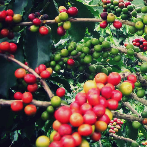 BRAZIL CERRADO