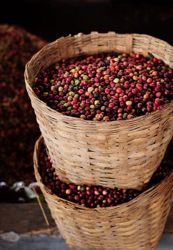 受厄尔尼诺影响 上半年印尼咖啡出口下降