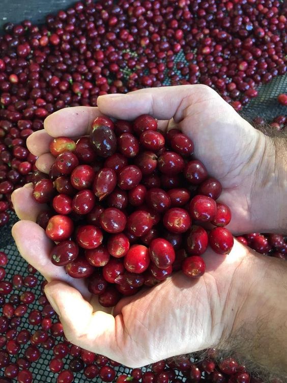 洪都拉斯咖啡出口将创纪录