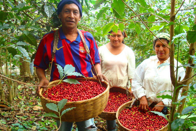 印尼咖啡产量下降