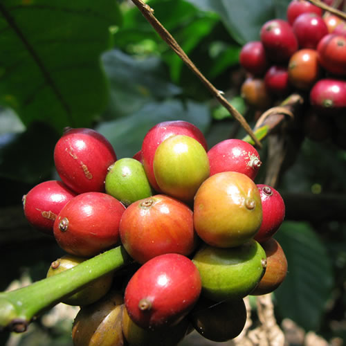 DRIP COFFEE  BRAZIL CERRADO