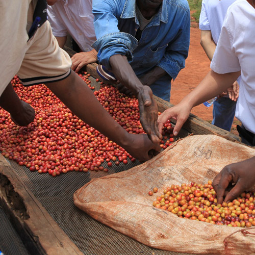 ETHIOPIA MISTY VALLEY