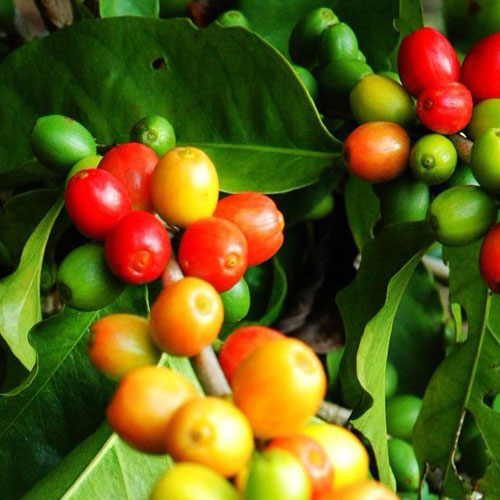 ETHIOPIA Yirgacheffe G1