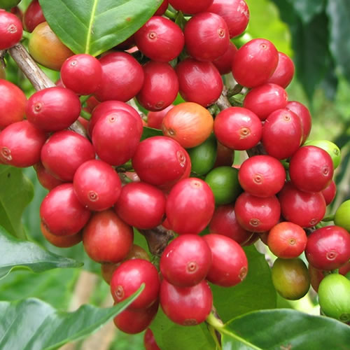 DRIP COFFEE INDONESIA MANDHELING