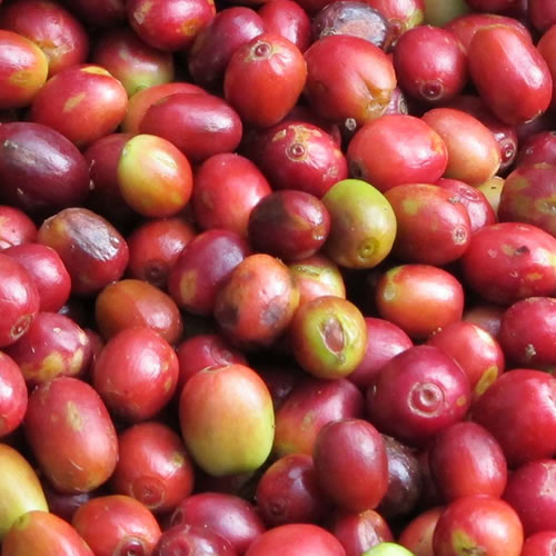 DRIP COFFEE ETHIOPIA KOCHERE G1