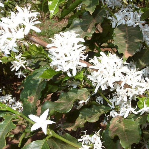 KENYA AA  DRIP COFFEE